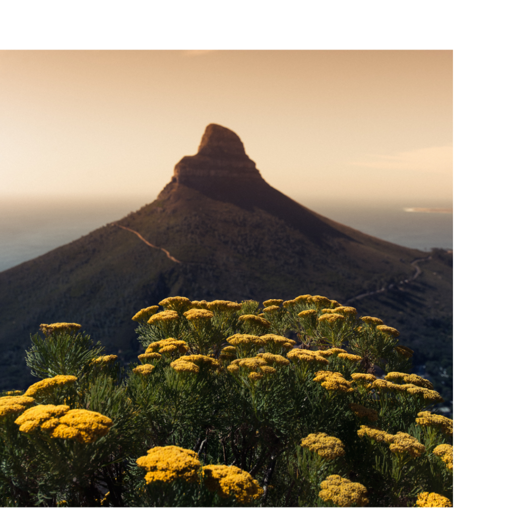 Take on Lion’s Head for panoramic views of Cape Town. A perfect sunrise or sunset hike near THREE43 ON B.