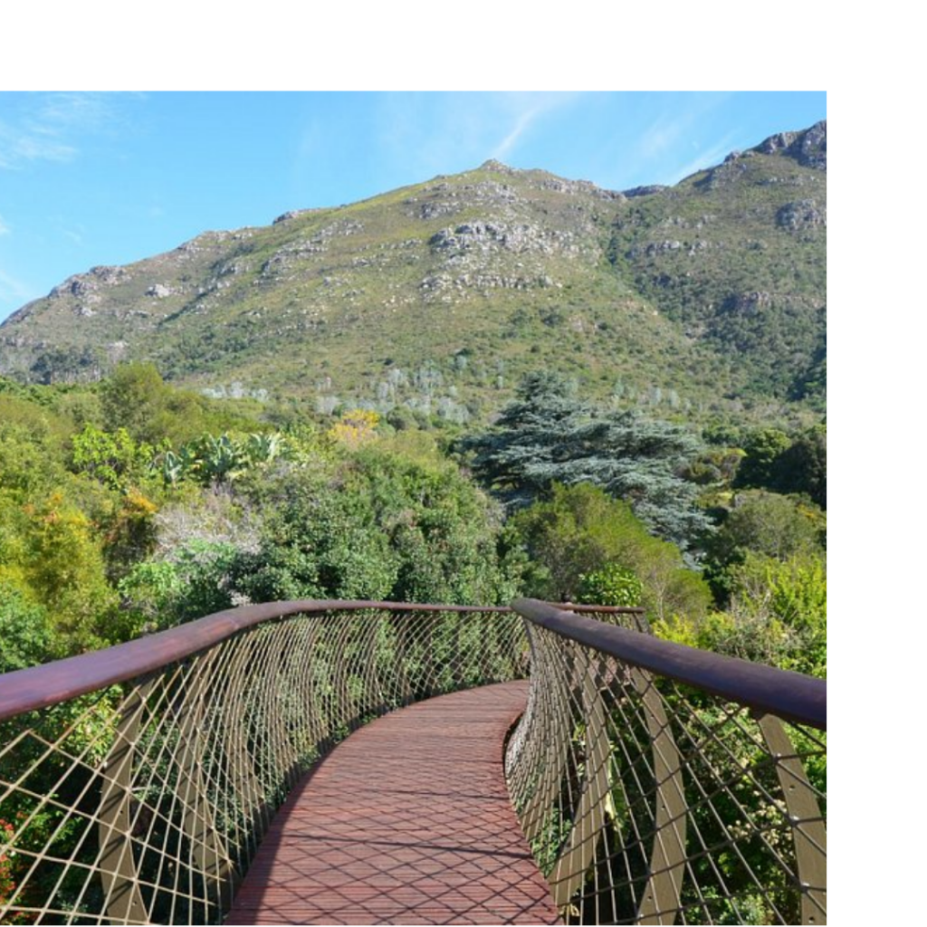 Immerse yourself in Cape Town’s natural beauty at Kirstenbosch Botanical Garden.