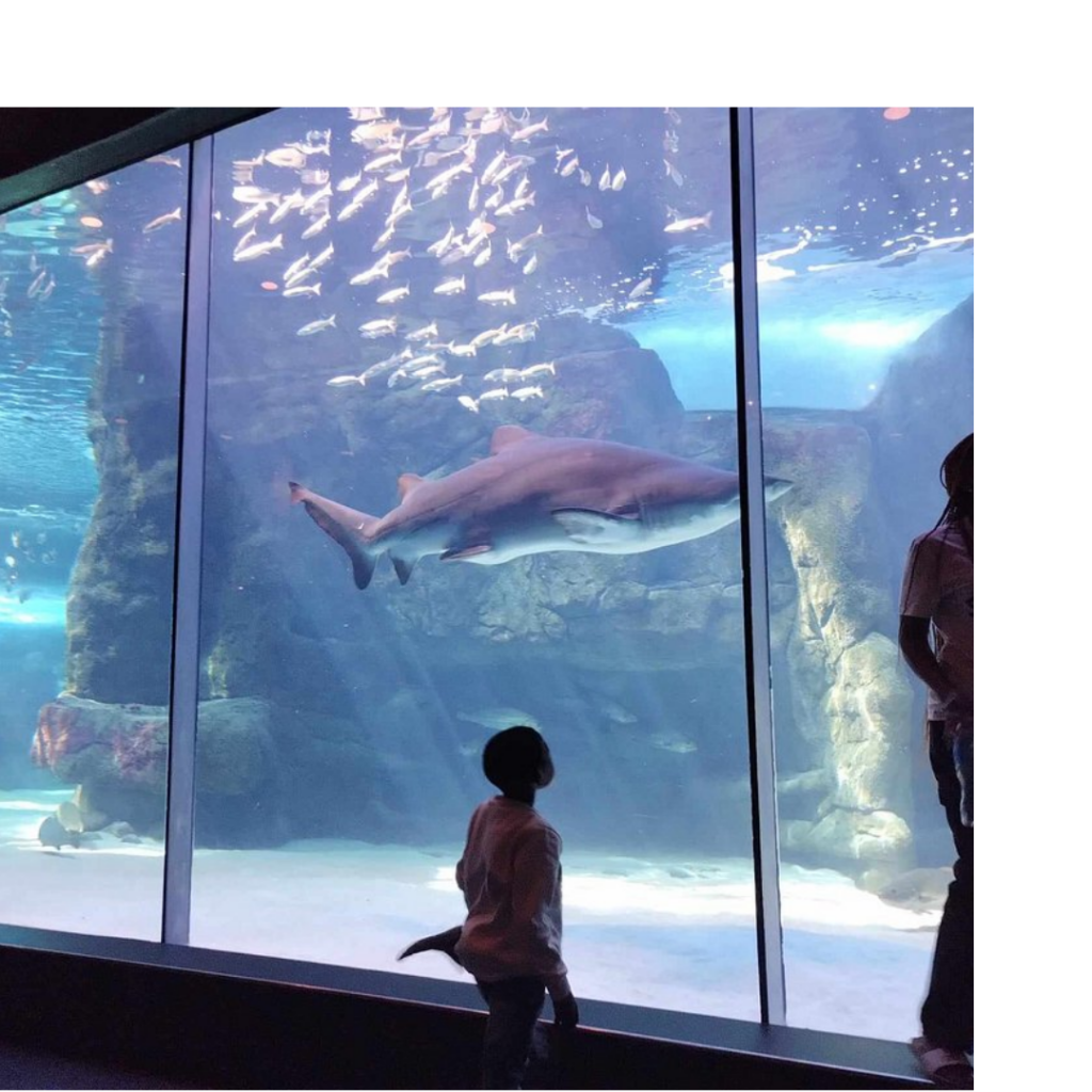 Discover the wonders of the ocean at the Two Oceans Aquarium, a family-friendly attraction in Cape Town.