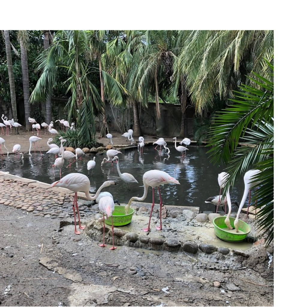 Explore exotic birds and wildlife at World of Birds, Africa’s largest bird park.
